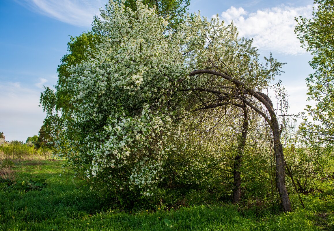 Весна - Петр 