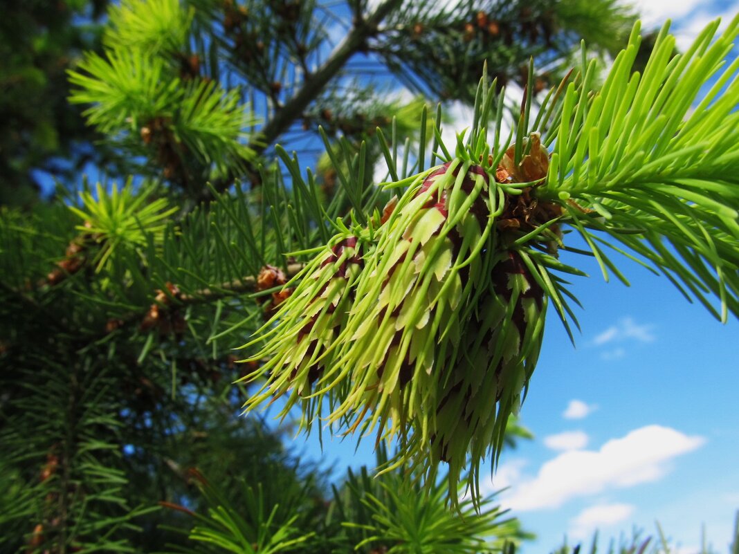 майские шишки лиственницы - Елена Шаламова