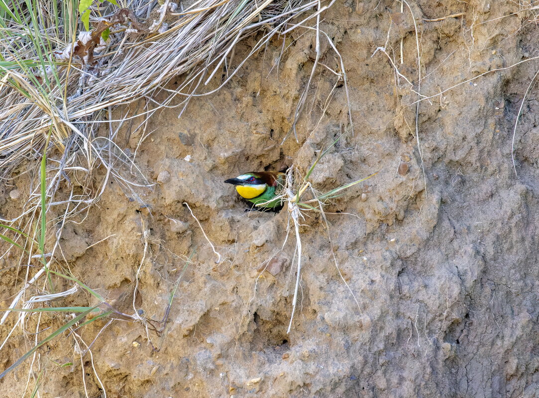 золотистые щурки - юрий макаров золотистые щурки - юрий макаров