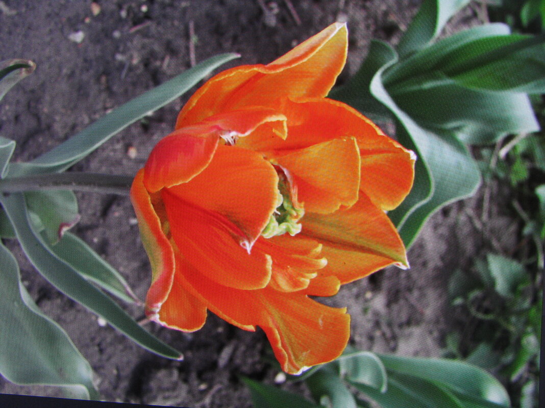 Красавчик - Людмила Смородинская Красавчик - Людмила Смородинская