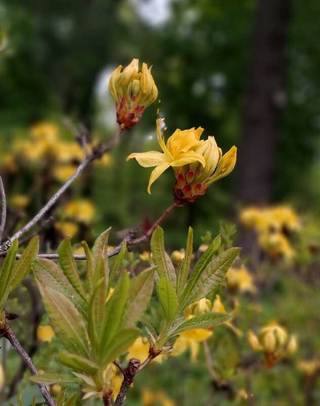 Родендормы зацветают - ИРЭН@ . Родендормы зацветают - ИРЭН@ .