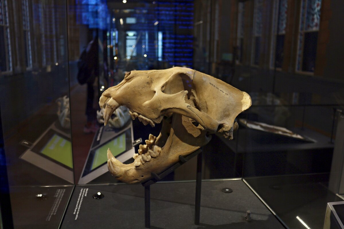 Экспонаты музея естествознания - Ольга Экспонаты музея естествознания - Ольга