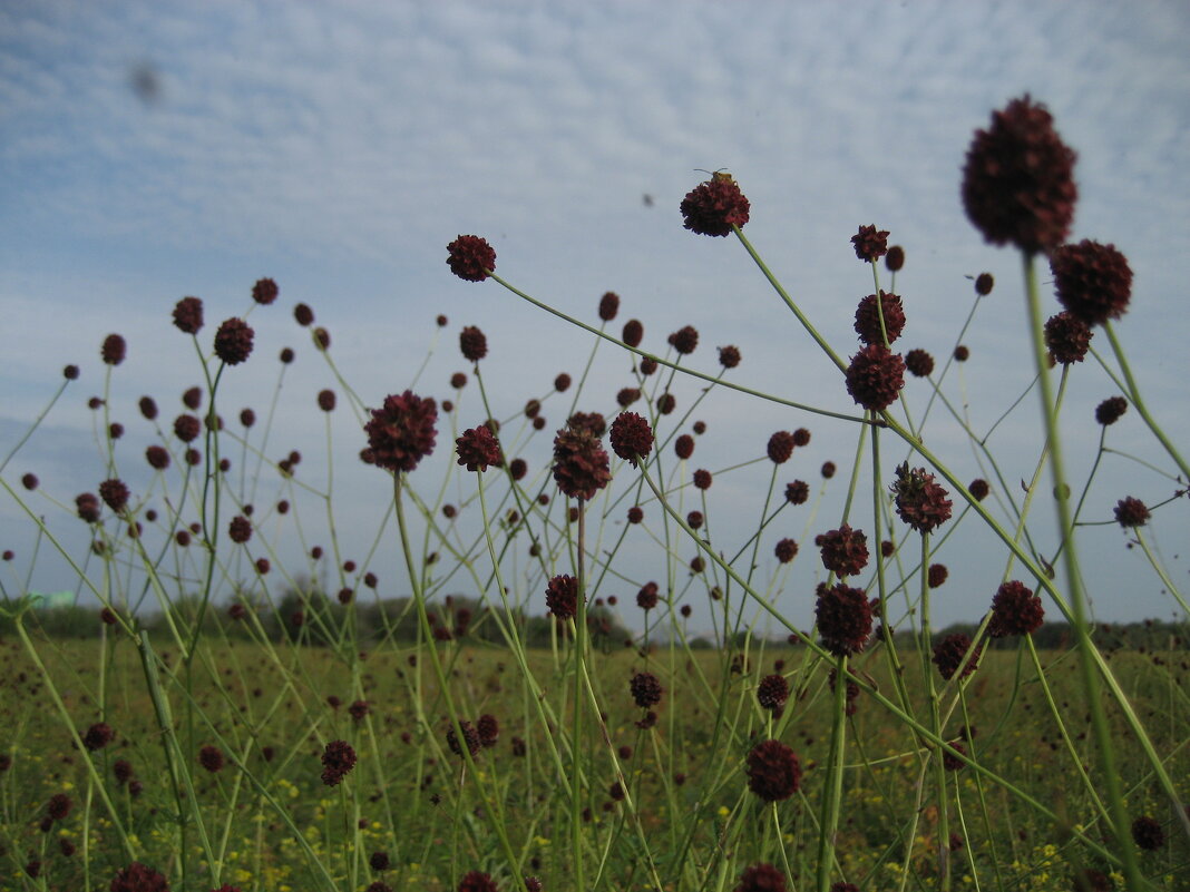 Кровохлёбка - Anna Ivanova