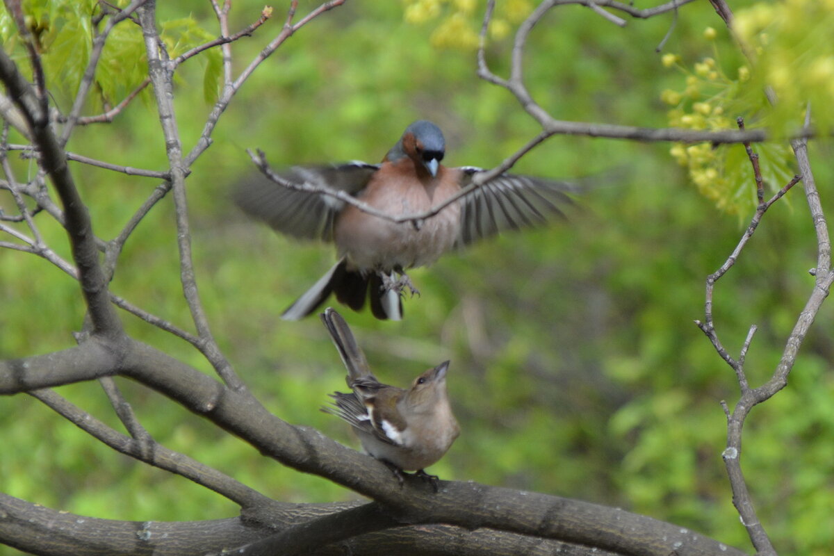 Зяблики. Продолжение жизни - Николай 