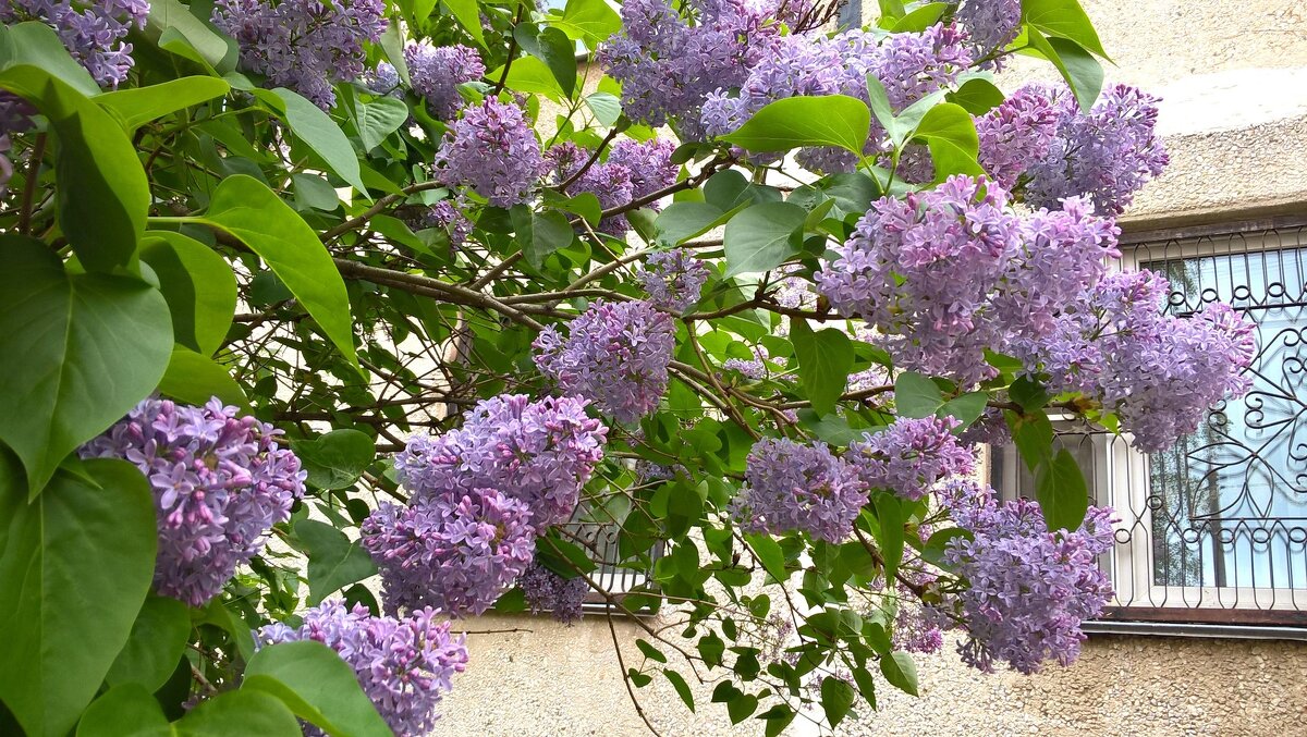 Сирень над городом - Елена Семигина Сирень над городом - Елена Семигина