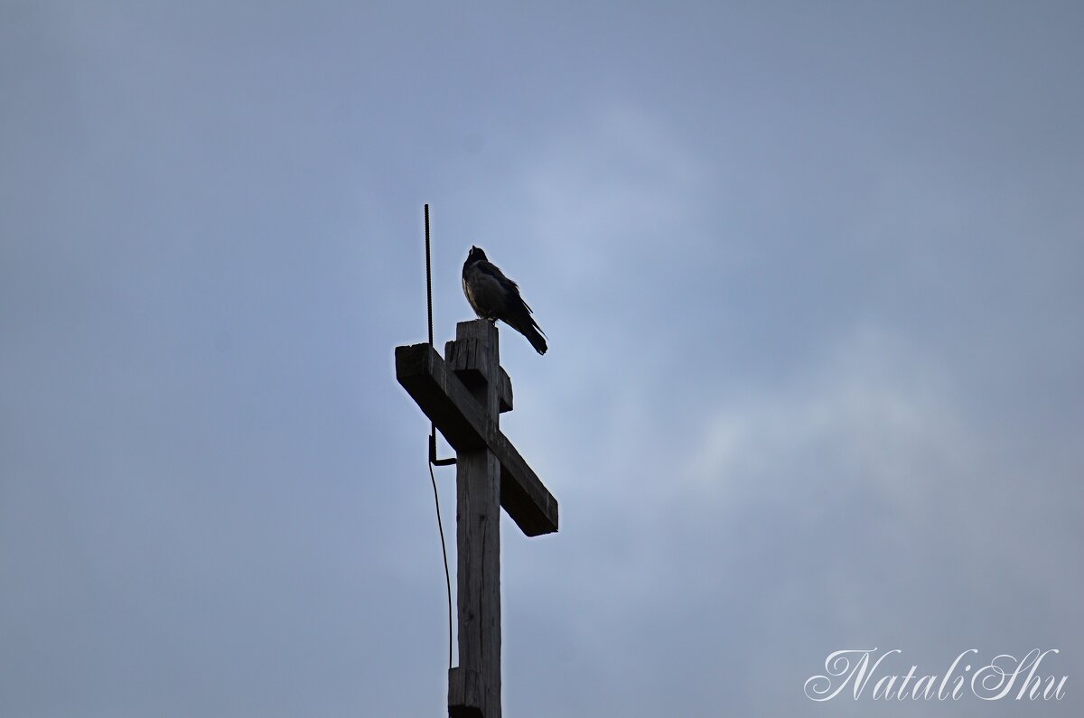 *** - Наталья Вязигина