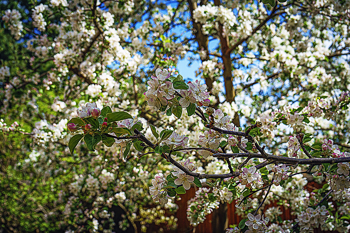 Цветение - Владимир Кроливец Цветение - Владимир Кроливец