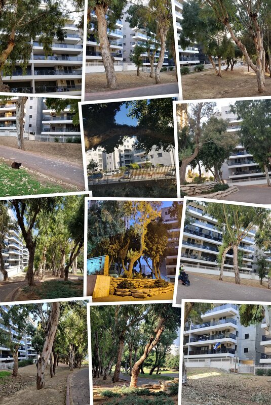 Коллаж по моим фотографиям - Светлана Хращевская Коллаж по моим фотографиям - Светлана Хращевская