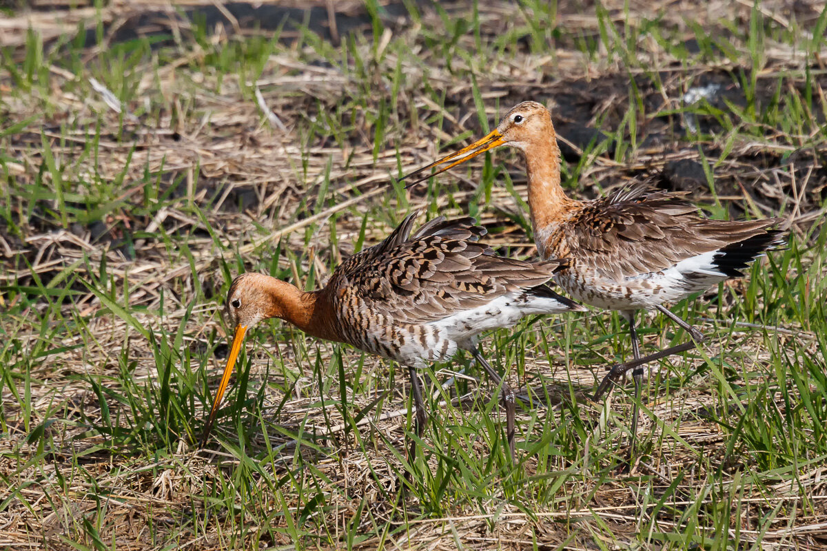 Большие веретенники - Георгий Кулаковский