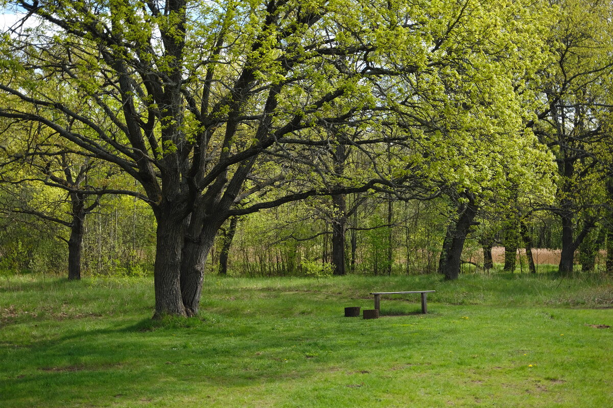 В парке - Андрей Зайцев В парке - Андрей Зайцев