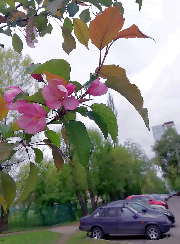 Яблоня в цвету... - Ольга Довженко