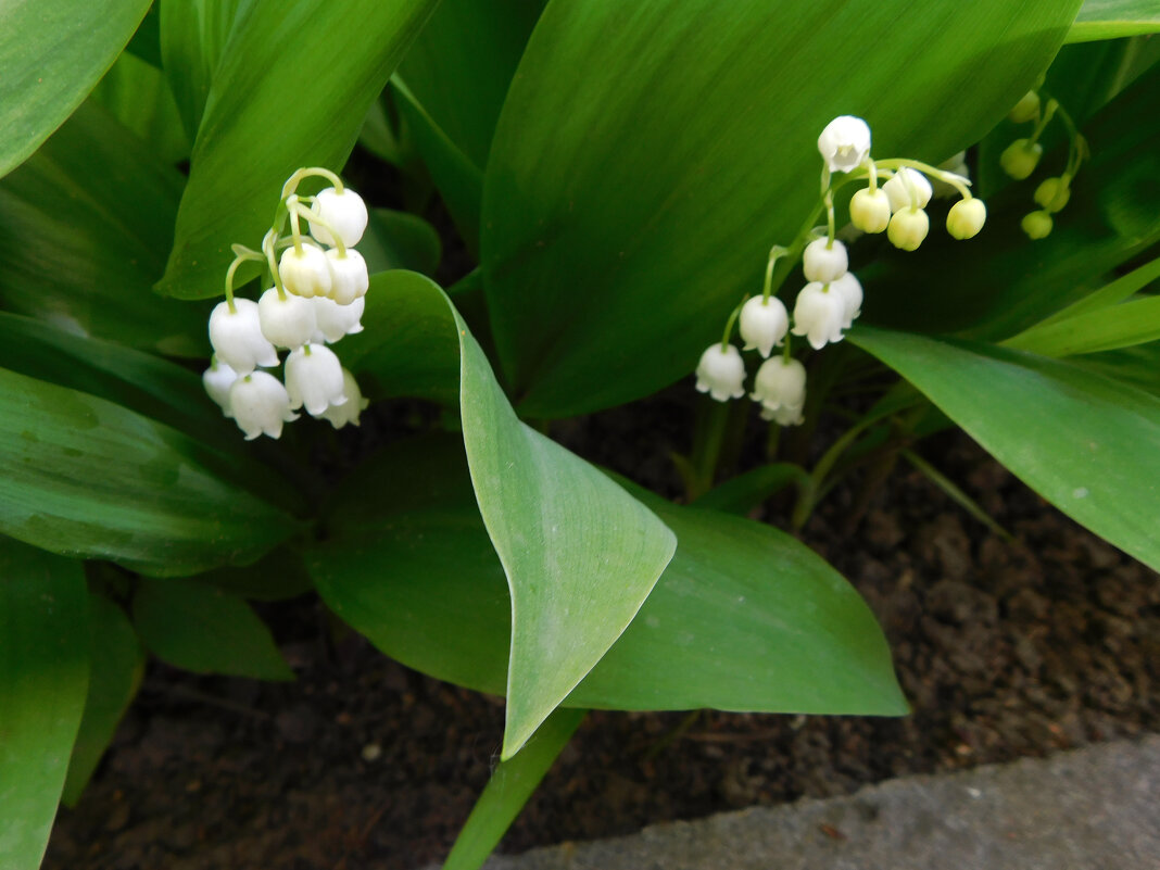 Ландыши майские - Наиля Ландыши майские - Наиля