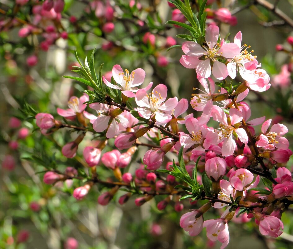Миндаль - Лариса С. Миндаль - Лариса С.