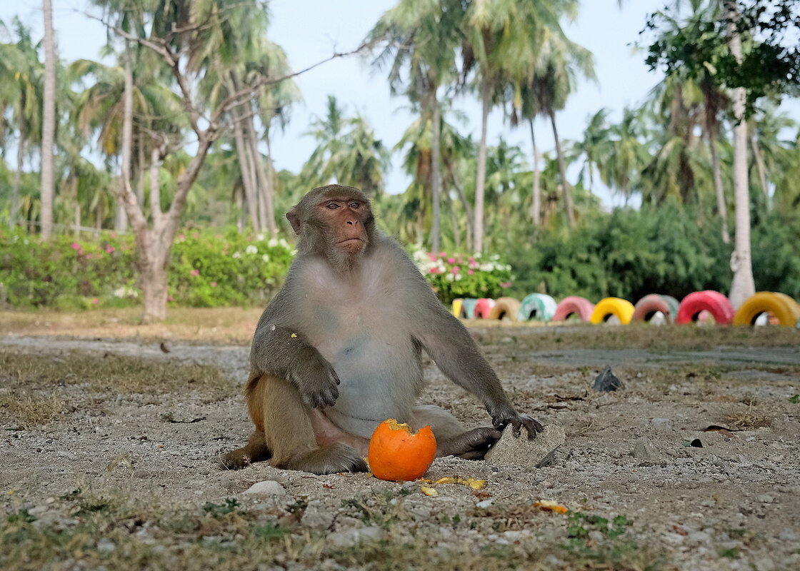 Босс и апельсин - Владимир Куликов Босс и апельсин - Владимир Куликов