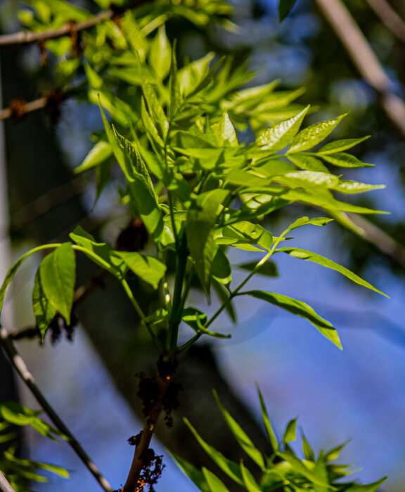 Весенняя зелень - Светлана SvetNika17 Весенняя зелень - Светлана SvetNika17