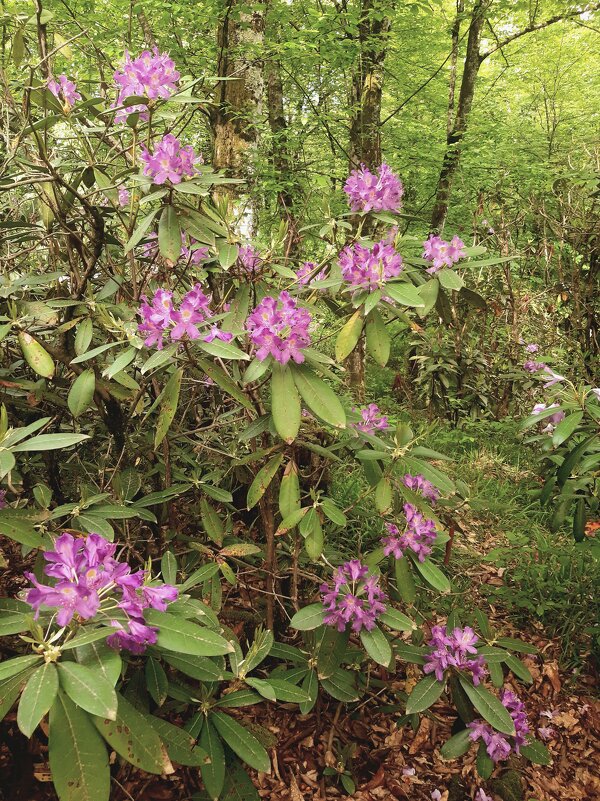 РОДОДЕНДРОНОВЫЙ РАЙ - Tata Wolf