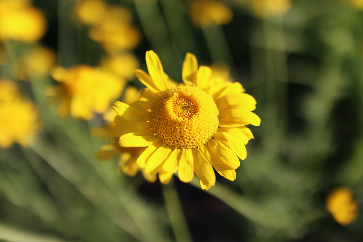 На солнышке - Дмитрий Петров