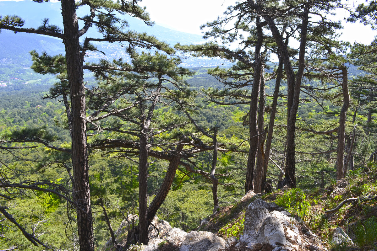 Крымский лес - Ольга 
