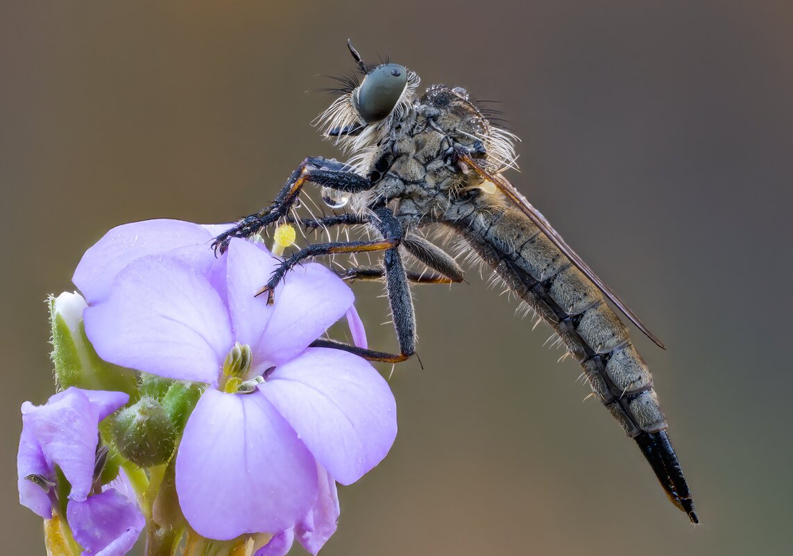 Ктырь - Александр Григорьев