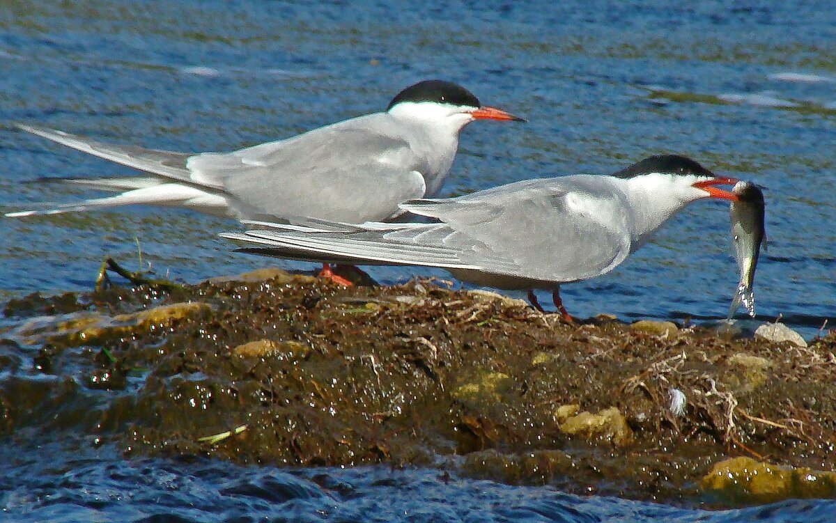 речные крачки - gawrilа - dan