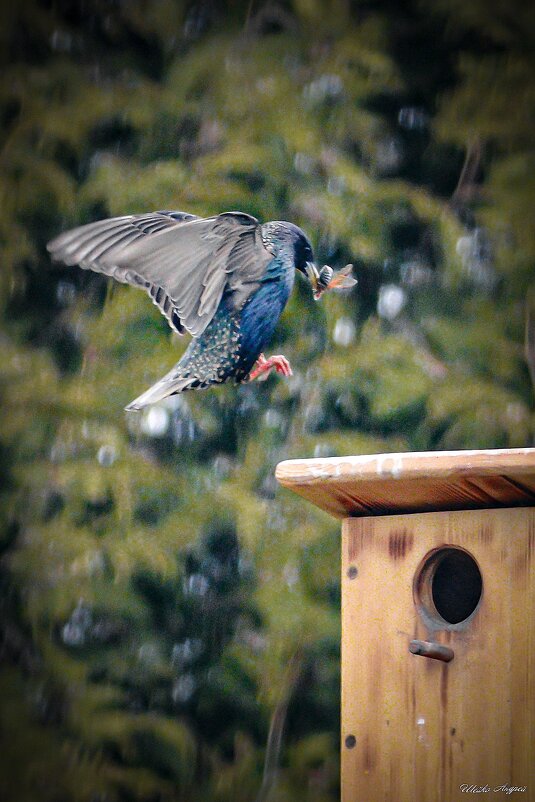 Замороженый полёт - Андрей Шейко Замороженый полёт - Андрей Шейко