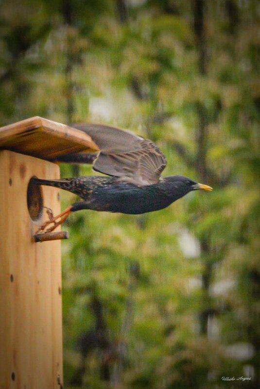 Замороженый полёт - Андрей Шейко Замороженый полёт - Андрей Шейко