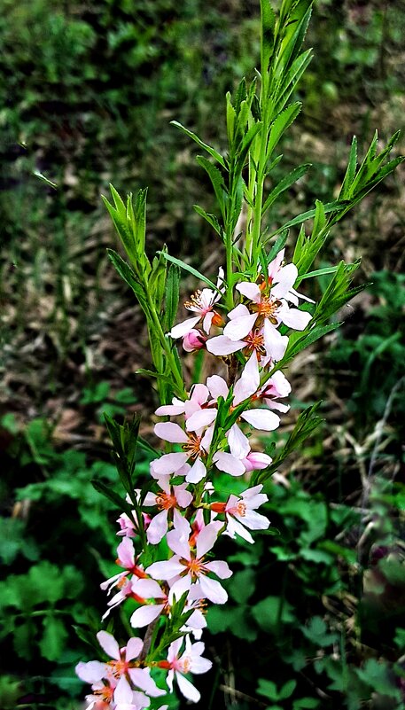 Миндаль, большой любитель тепла, не испугался холодов! - veilins veilins