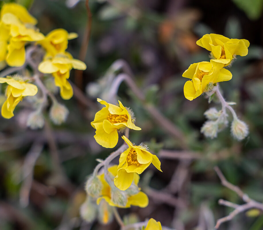 Солнцецвет седой - Юрий Яловенко