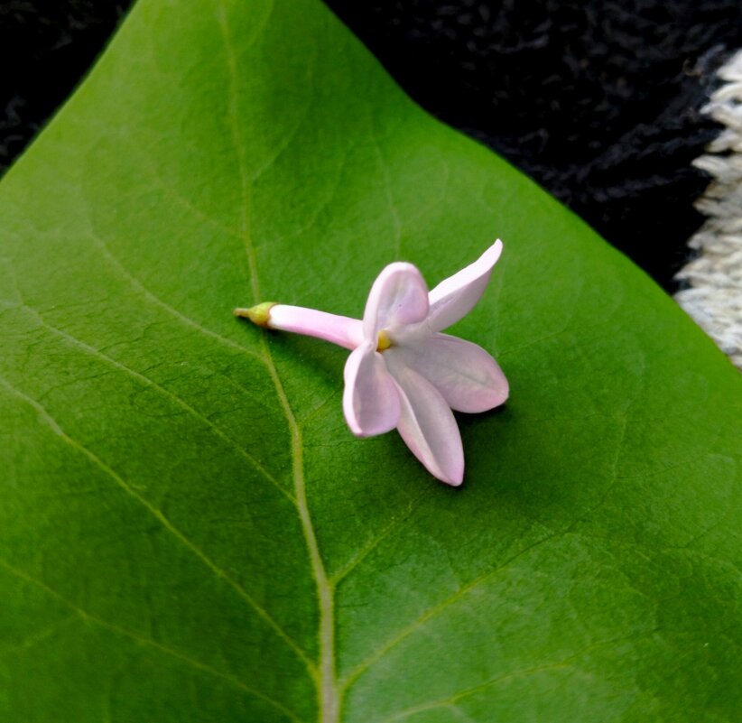 Счастье есть - Галина Бобкина