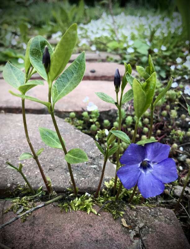 Барвинок - Любовь 