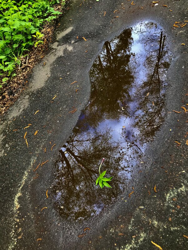 Зеркальная лужица - Любовь Зеркальная лужица - Любовь