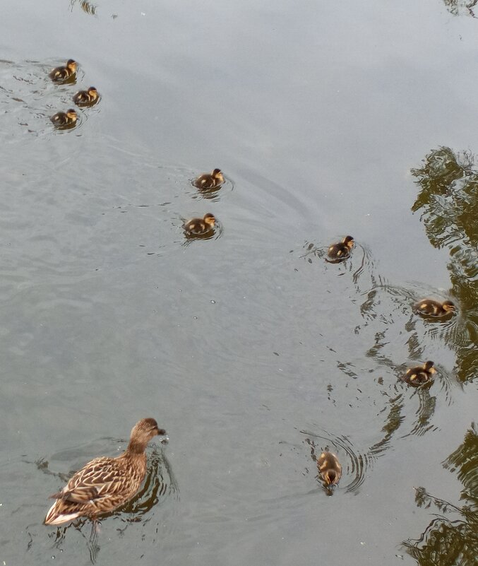 Утята - Сапсан 