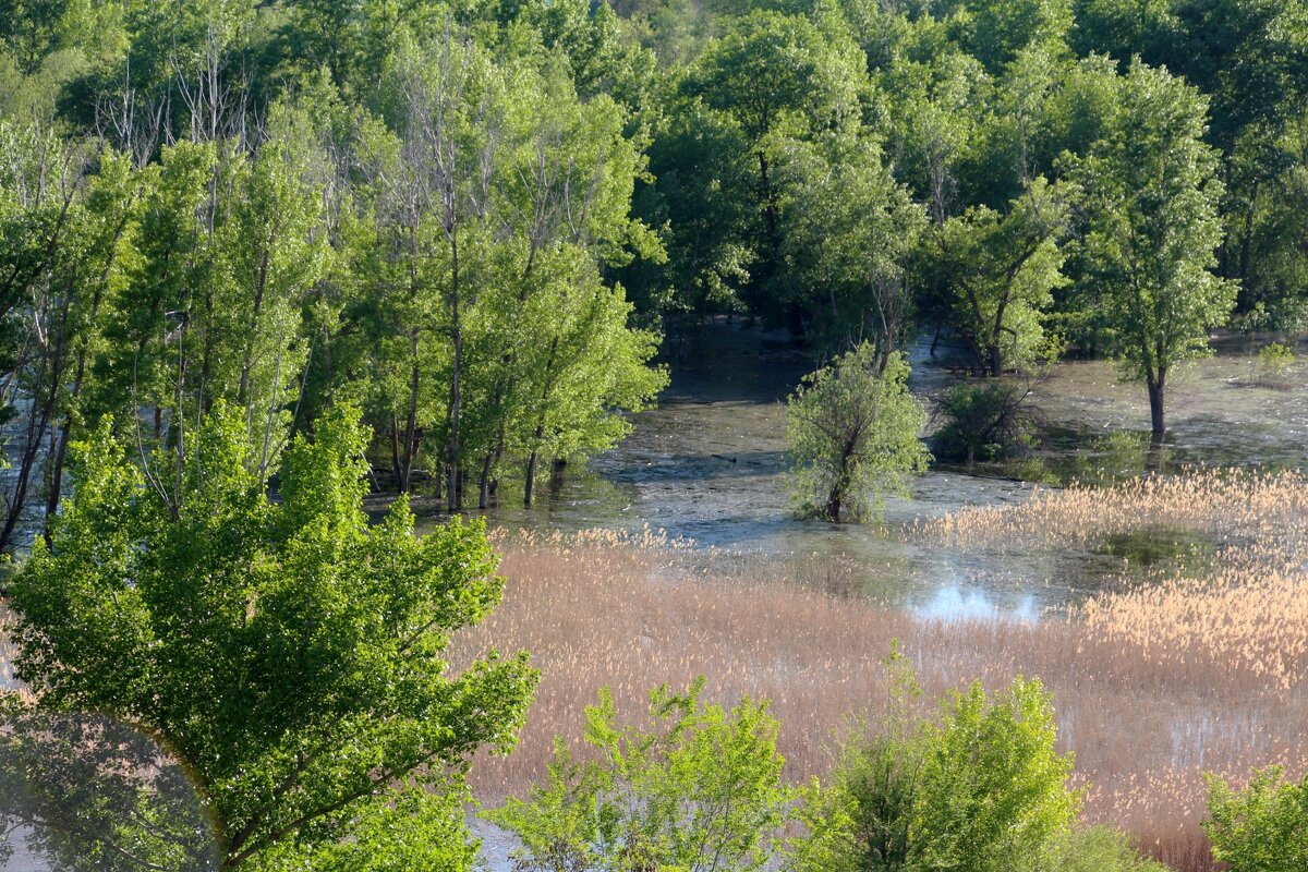 Разливъ - Олегъ Петрович