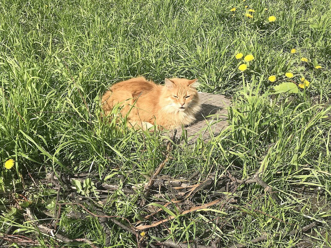 загорает - zavitok * загорает - zavitok *