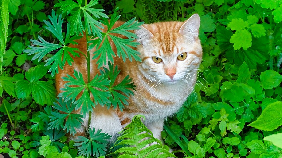 Кошка в цветочной клумбе. (Случайный снимок) - Милешкин Владимир Алексеевич Кошка в цветочной клумбе. (Случайный снимок) - Милешкин Владимир Алексеевич