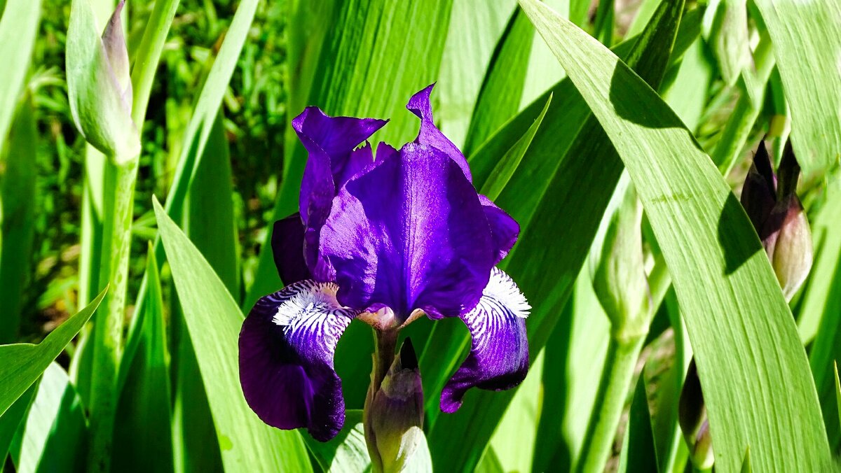 Наступило время расцвета ирисов. - Милешкин Владимир Алексеевич Наступило время расцвета ирисов. - Милешкин Владимир Алексеевич