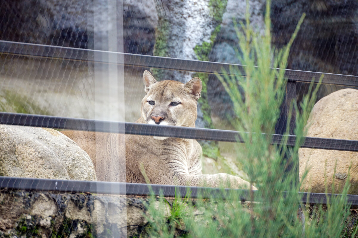 Пума - Иван Литвинов Пума - Иван Литвинов