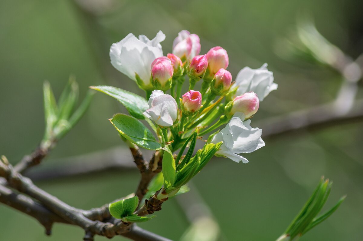 Цветущий май. - Виктор Иванович Чернюк Цветущий май. - Виктор Иванович Чернюк