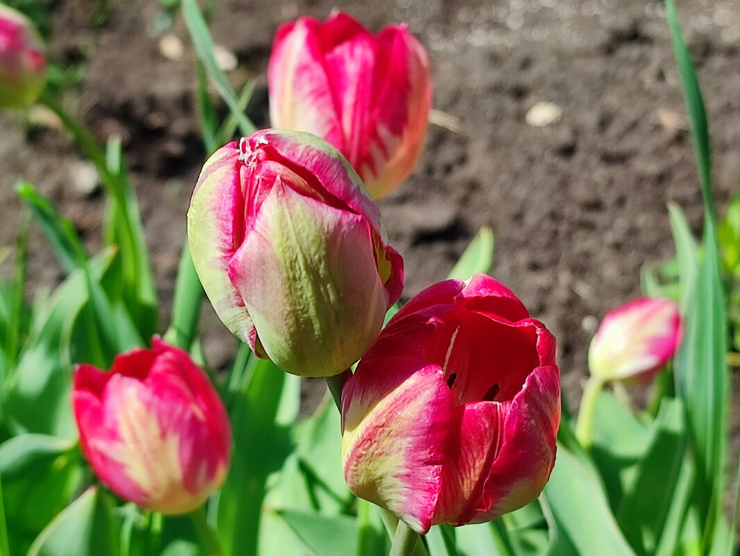 Тюльпаны - Валентина Богатко Тюльпаны - Валентина Богатко