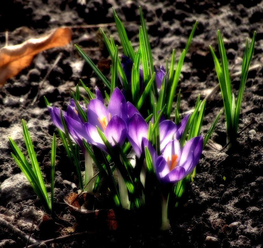 Весна - Роман Савоцкий Весна - Роман Савоцкий