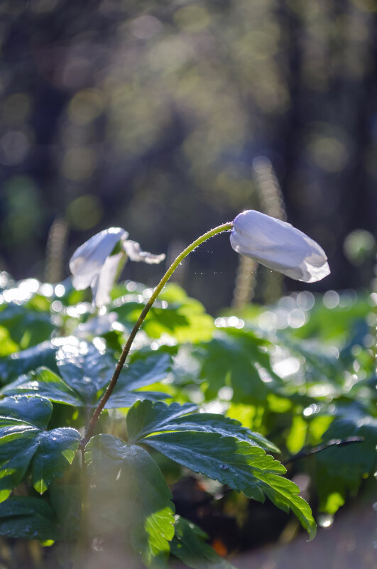 Подснежник - Lyubov Busova
