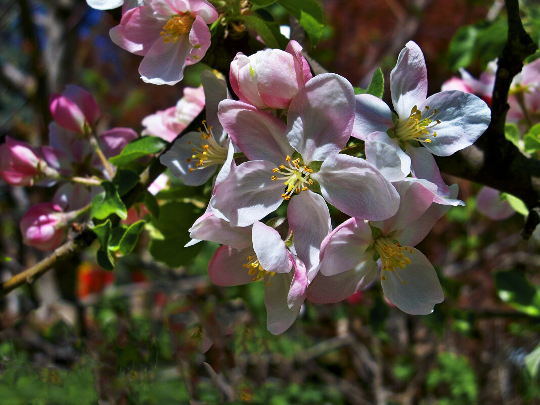 Цветы яблони - Валентин Семчишин Цветы яблони - Валентин Семчишин