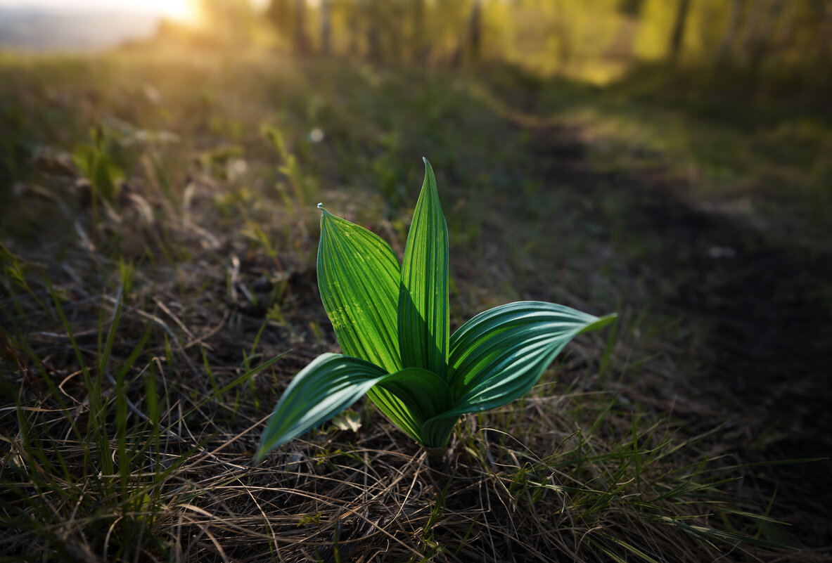 * - Александр Иванов