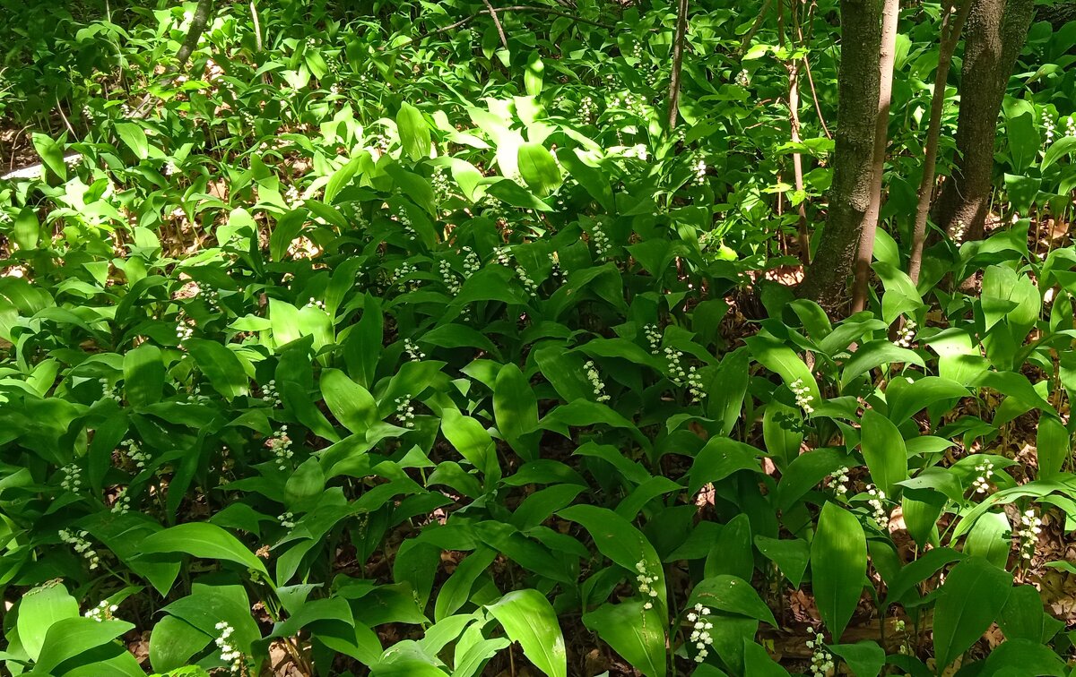 пора ландышей - Елена Шаламова