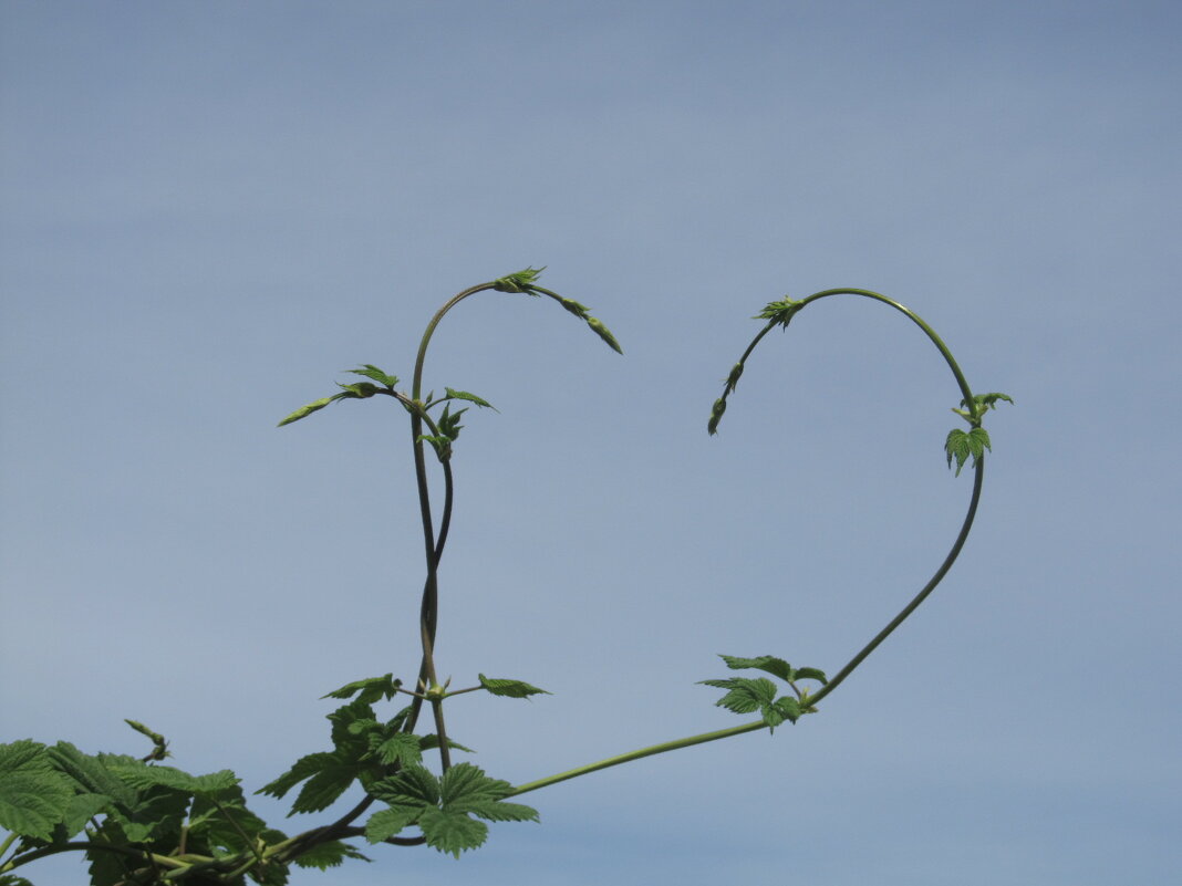 сердце мая - Елена Шаламова