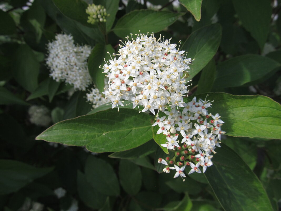 майское цветение - Елена Шаламова майское цветение - Елена Шаламова