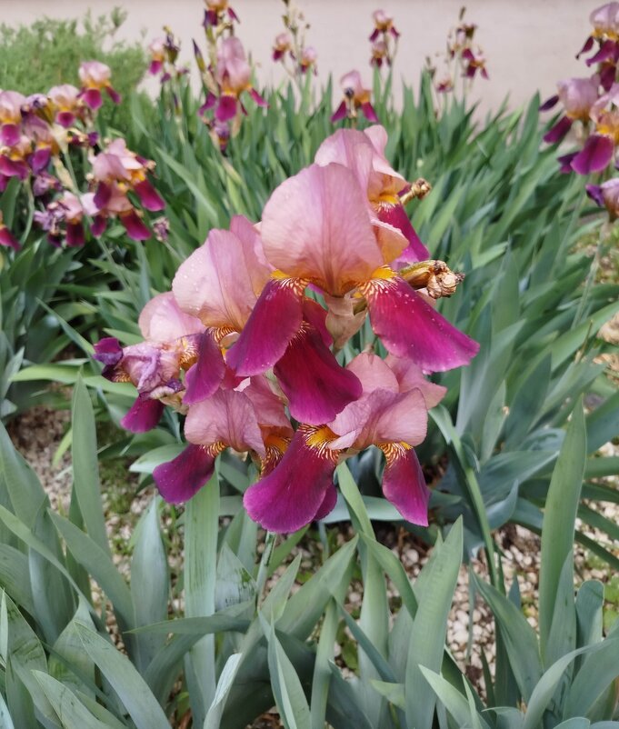 Цветущий май! - Надежда Цветущий май! - Надежда