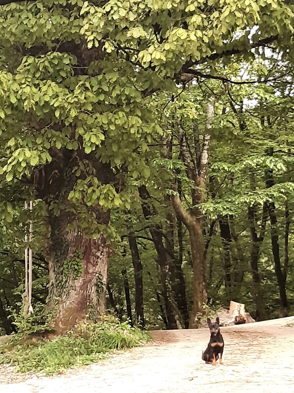 Поселок в горах - Tata Wolf Поселок в горах - Tata Wolf