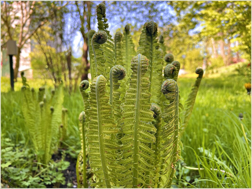 Папоротник. - Валерия Комова Папоротник. - Валерия Комова