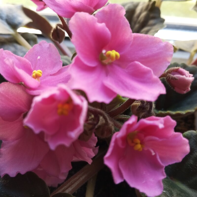 Фиалка - Елена Семигина Фиалка - Елена Семигина